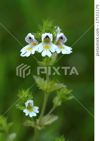 Euphrasia officinalis 17531179