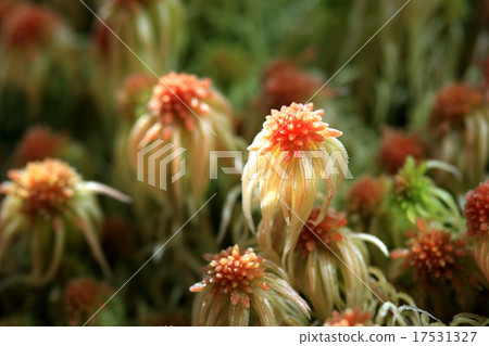 Wild flower in rainforest of Doi Inthanon 17531327