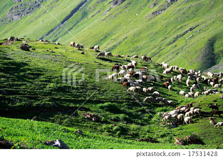 Flock of grazing sheep on grass field, India 17531428