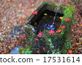 Autumn leaves fallen leaves 17531614