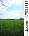 Paddy field 17531615