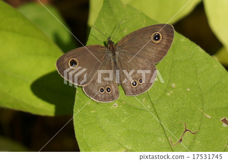 Shimeira Nami janome 17531745