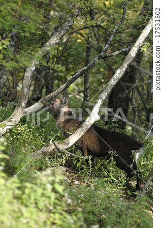 Tanzawa deer 17531802