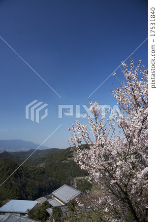 Plum and blue sky 17531840