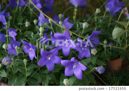 中國桔梗 17531950