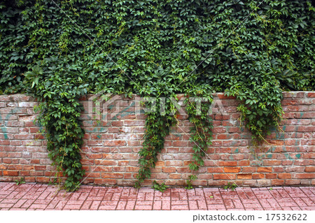Ivy bricked fence. Ivy bricked fence. 17532622