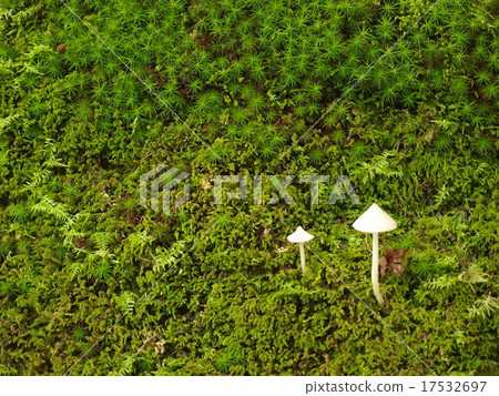 relax, fairy, bower 17532697