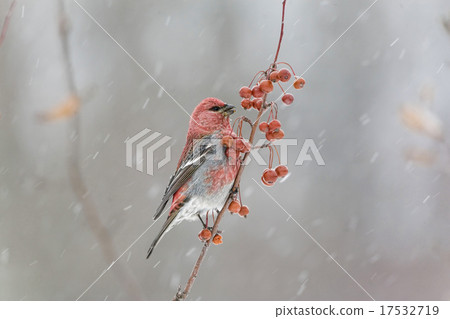 Male Pine Grosbeak in snowstorm Male Pine Grosbeak in snowstorm 17532719