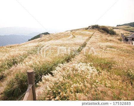 Miscanthus Miscanthus 17532883