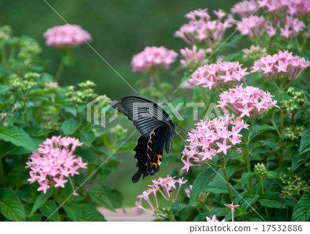 Black butterfly butterfly on pink flowers 17532886