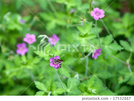 A bee on a flower of Gengio shoko 17532887