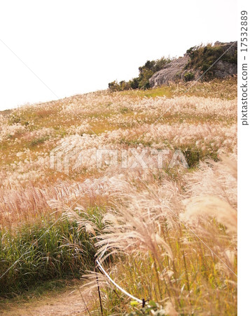 Miscanthus Miscanthus 17532889