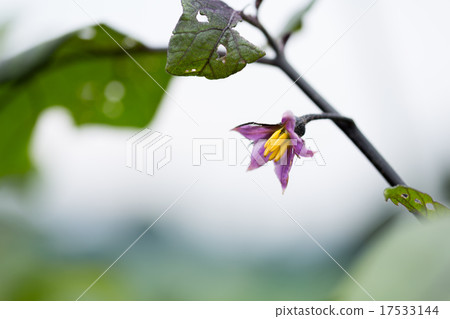 Eggplant flowers 17533144