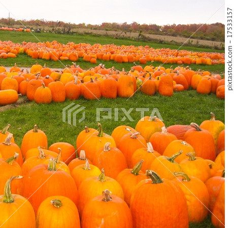 Pumpkin field Pumpkin field 17533157