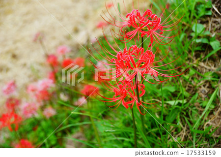 [Fukuoka Prefecture Ukiha City Zushi Terraced Rice Fields] Cluster amaryllis 17533159