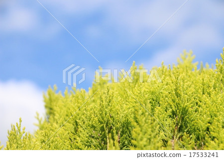 The color of the sky beyond the forest 17533241