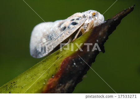 Omoptera  green leaf 17533271