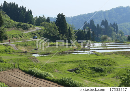 水稻種植景觀 17533337