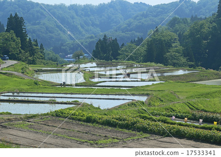水稻種植景觀 水稻種植景觀 17533341