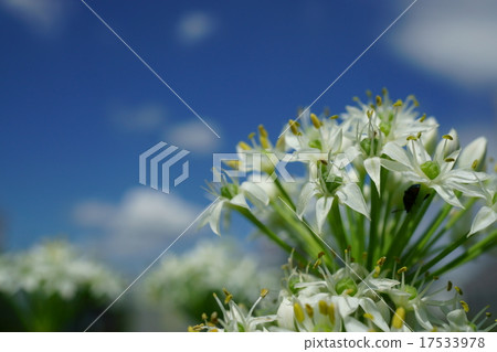 Cute white flowers Cute white flowers 17533978