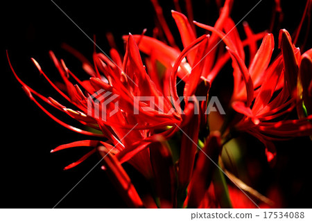 群集孤挺花 群集孤挺花 17534088