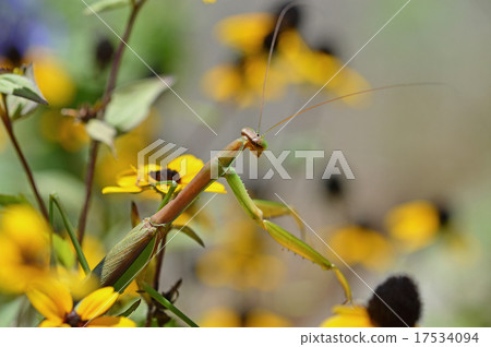 Rudbekia · Takao and Mantis Rudbekia · Takao and Mantis 17534094