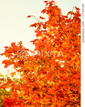 autumn leaves fall trees nature background autumn leaves fall trees nature background 17534194