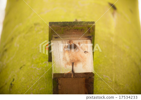 birdhouse on the tree in forest birdhouse on the tree in forest 17534233