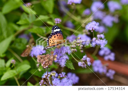 Pinus thunberg(雌性)和agelatum Pinus thunberg(雌性)和agelatum 17534314