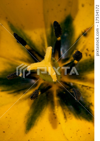 of a papaveracee papaver rhoeas argemone of a papaveracee papaver rhoeas argemone 17534572