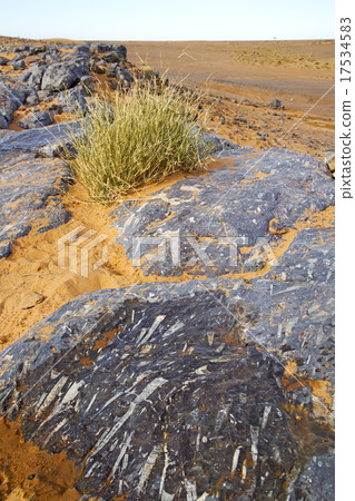 old fossil in  the desert of morocco  bush 17534583