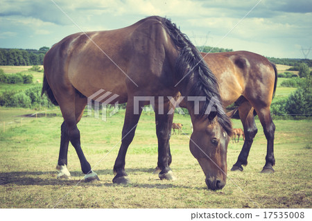 Majestic graceful brown horses in meadow. 17535008
