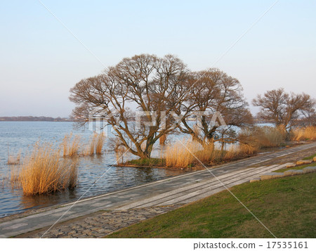 Lakeside tree Lakeside tree 17535161
