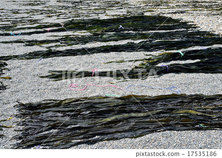 Kelp Kelp 17535186