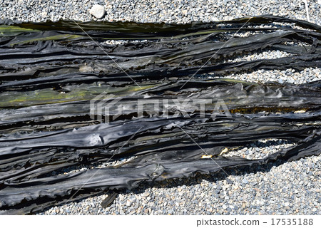 海帶 海帶 17535188
