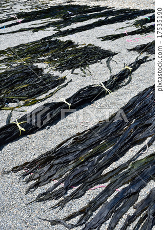 海帶 海帶 17535190