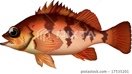 魚類插圖：石斑魚（Sebastes inermis）- 向量格式 - 白色背景（PNG 格式為透明背景）- 單幅插圖 17535201