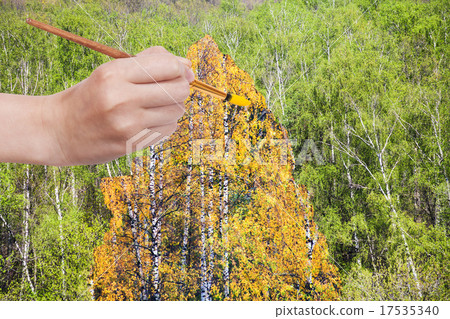 brush paints yellow autumn birch in green grove 17535340