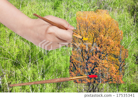 paintbrush paints yellow autumn oak in green woods paintbrush paints yellow autumn oak in green woods 17535341