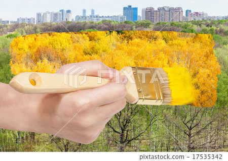 brush paints yellow foliage on green summer trees 17535342
