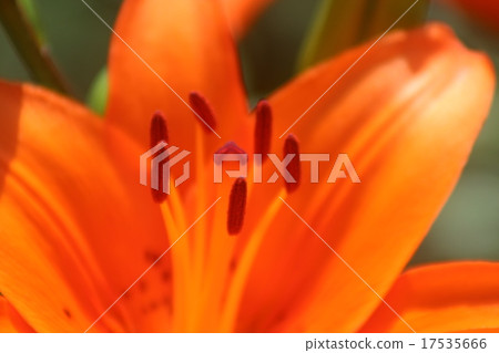 Lily of Orange Lily of Orange 17535666