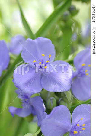  Murasakiyukusa 17536147