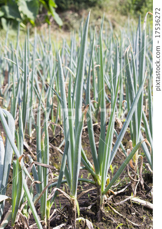 Tokyo vegetables, green onion 17536272