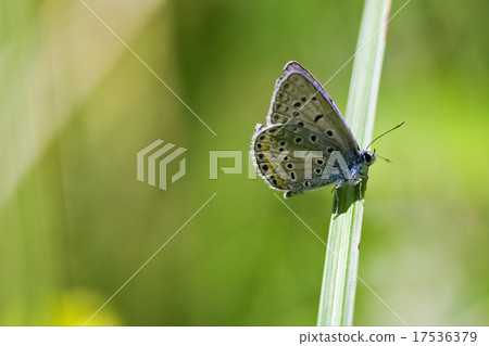 orange  butterfly 17536379