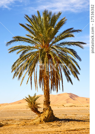 palm in the palm in the 17536382