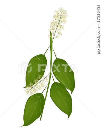 Combretum Latifolium Flower Combretum Latifolium Flower 17536452