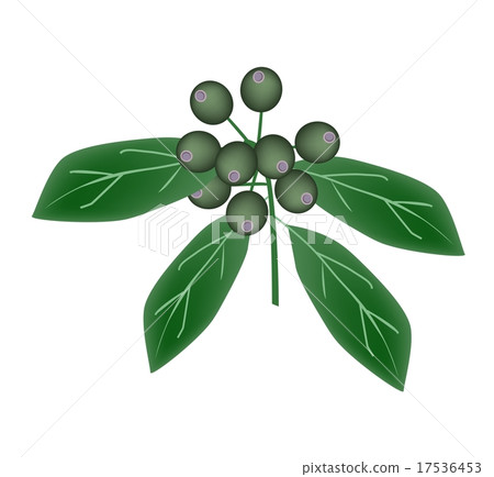 Rubiaceae Fruit or Ixora Fruit on Tree Rubiaceae Fruit or Ixora Fruit on Tree 17536453