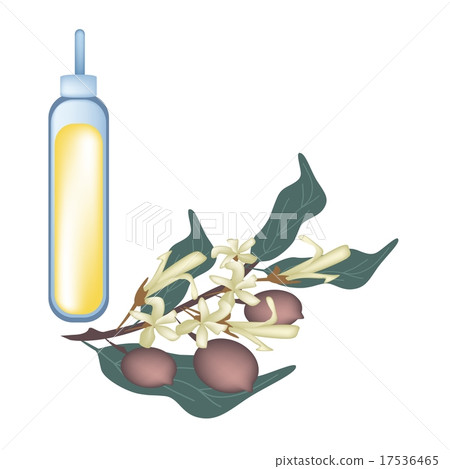 Yellow Dipterocarpaceae Flower Essential Oil Yellow Dipterocarpaceae Flower Essential Oil 17536465