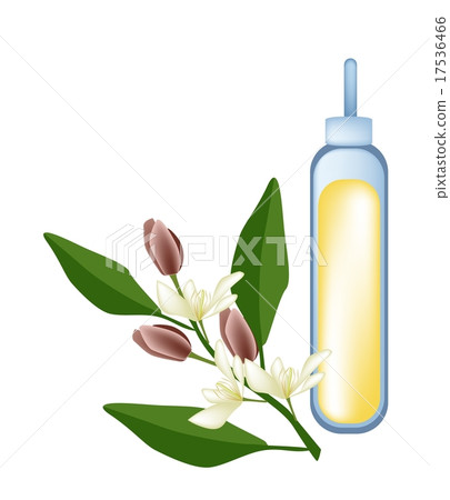 Wine Magnolia Flower or Magnolia Figo Flower 17536466