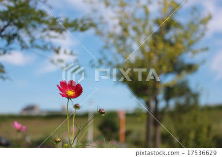Cosmos Cosmos 17536629